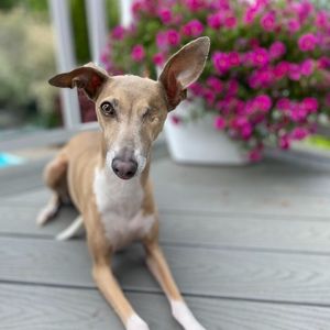 Meet your Posher, Susan